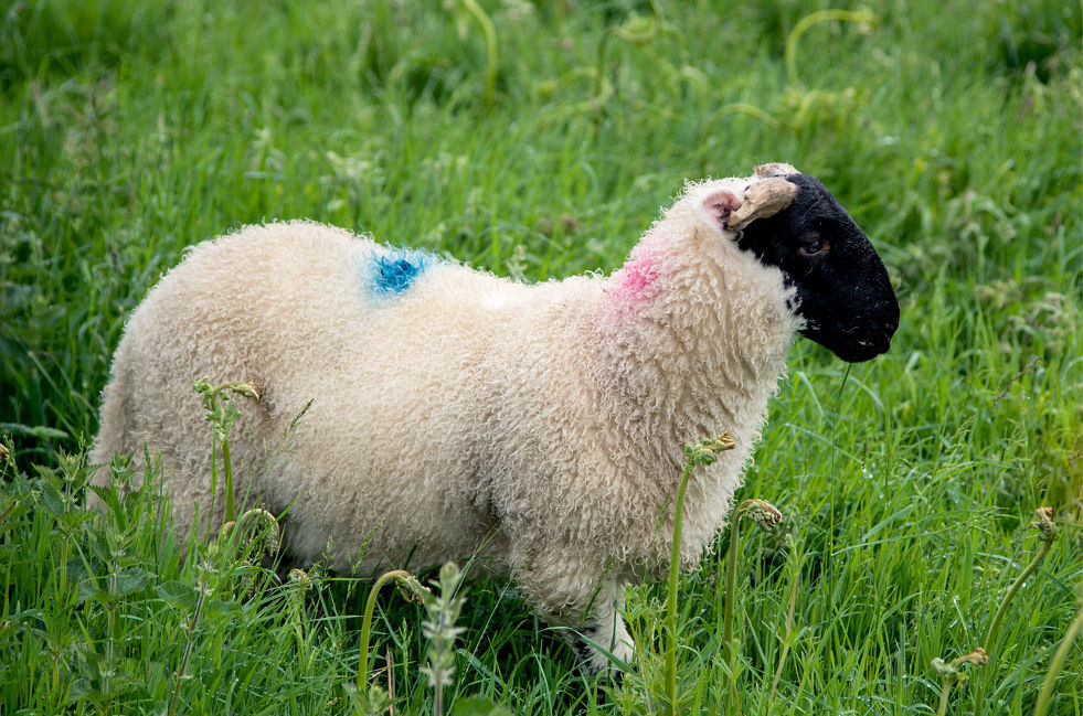 cheviots northumberland sheep